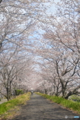 桜トンネル