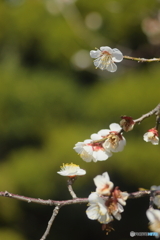 雛日に咲く