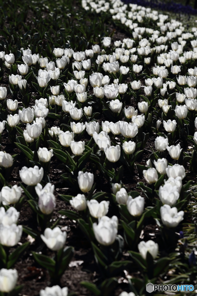 flower　river