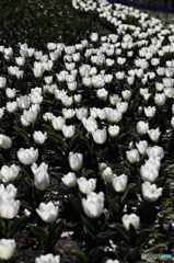 flower　river