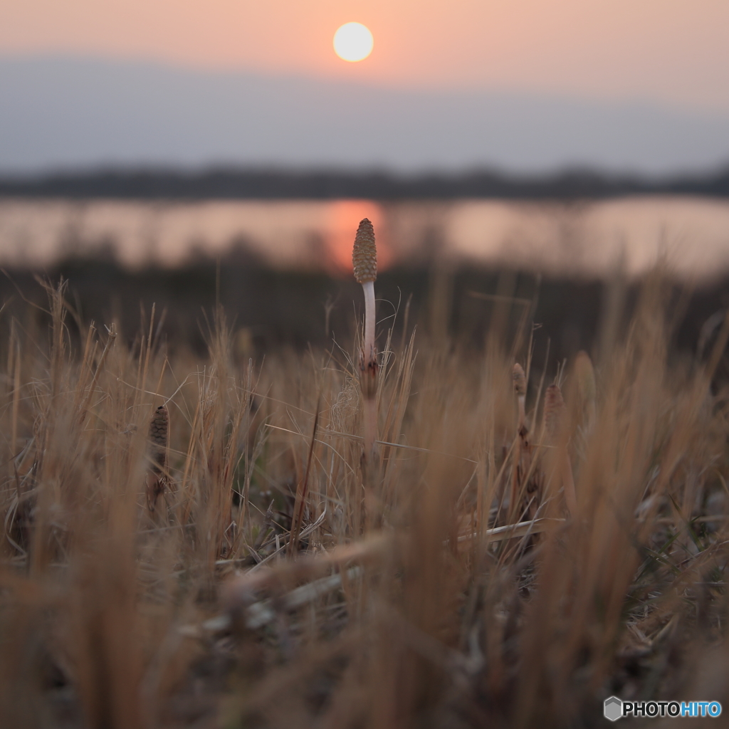 春霞の夕照