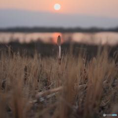 春霞の夕照