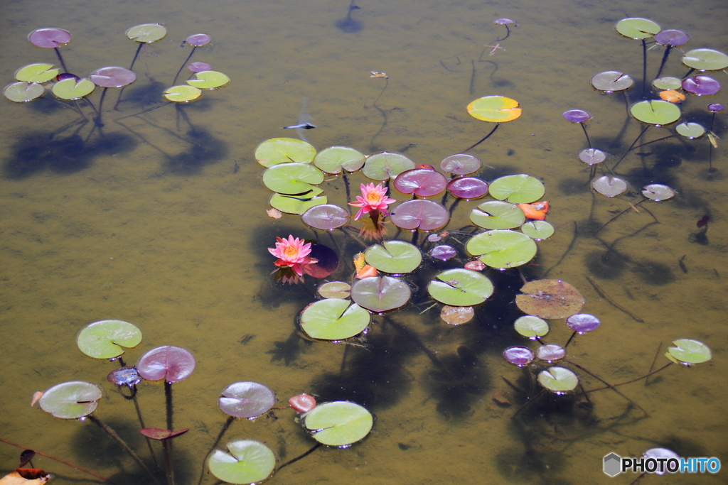 睡蓮の咲く池