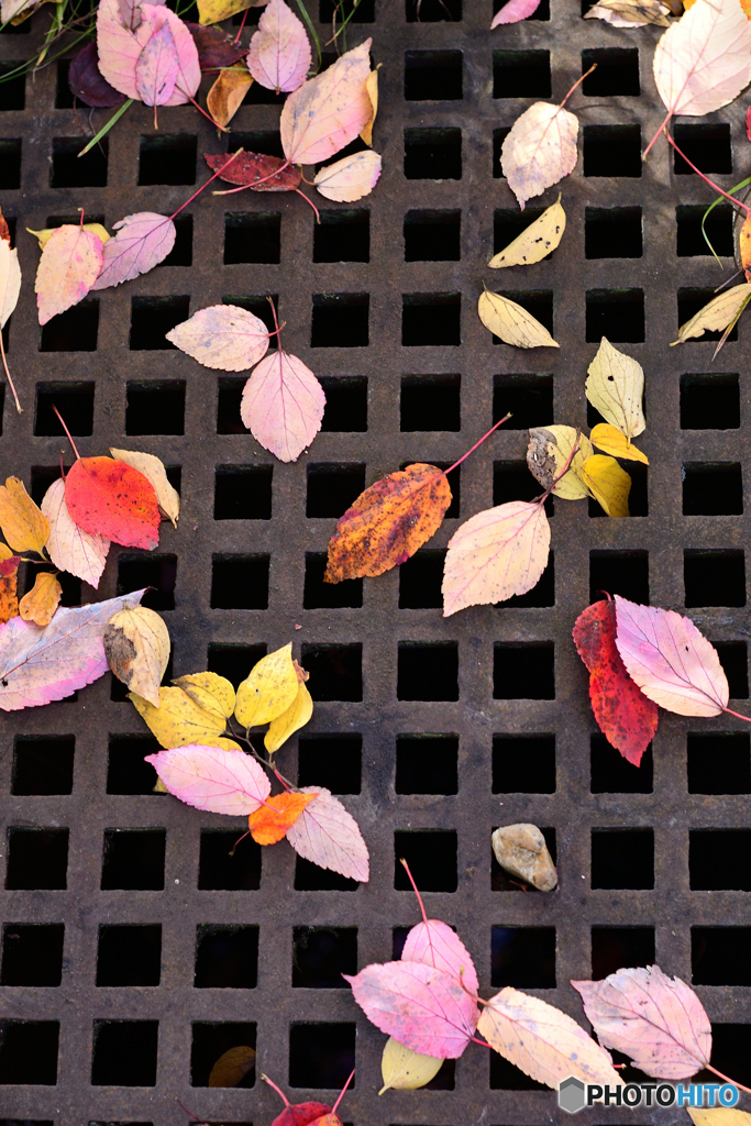 時に落ち葉はアートする