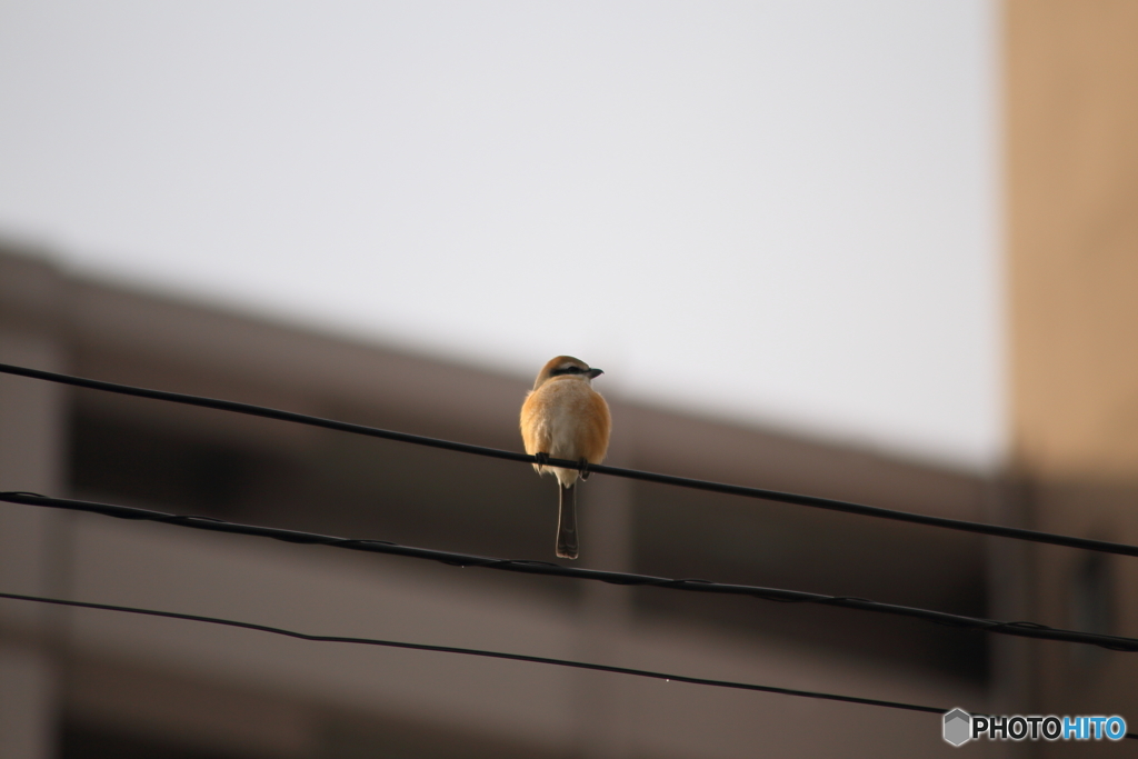 コロコロの百舌鳥