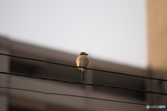 コロコロの百舌鳥