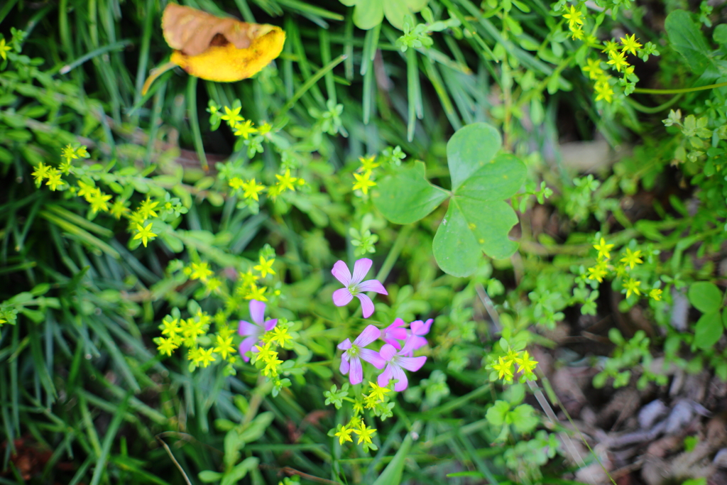 足元の花園