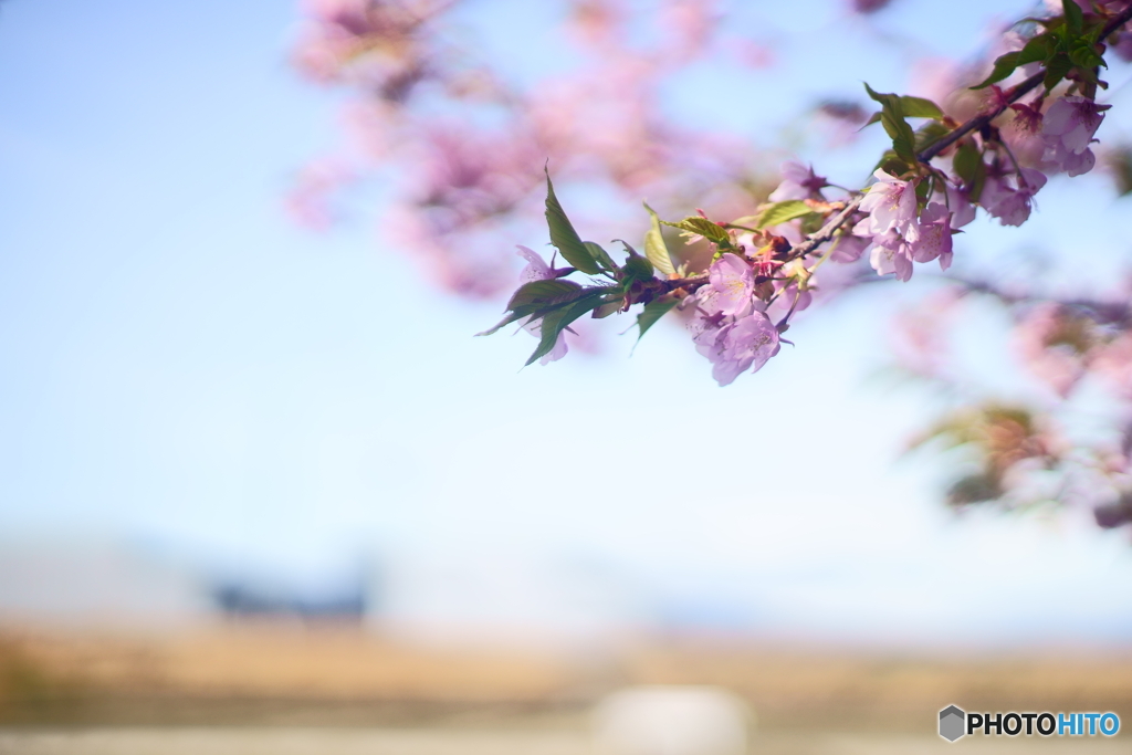 河津桜が咲きました♪