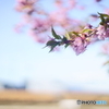 河津桜が咲きました♪