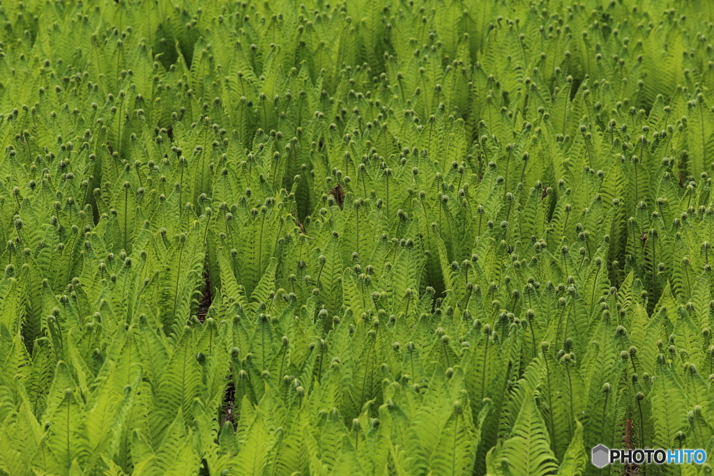 棚田の植物