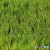 棚田の植物