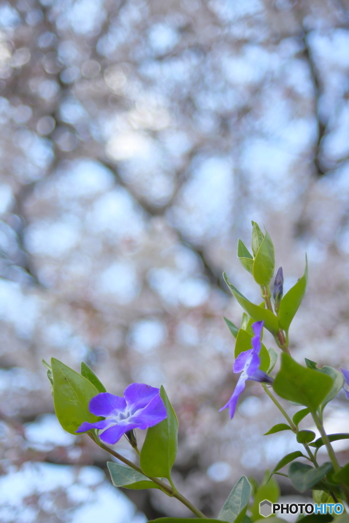 花便り