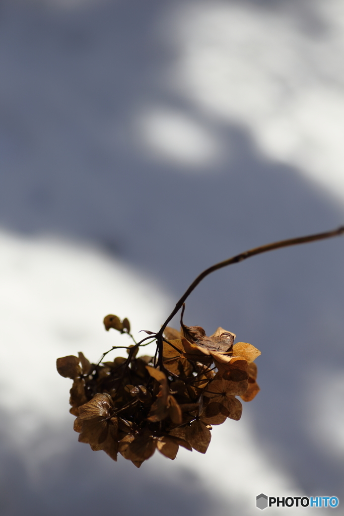 雪映えの枯れ紫陽花