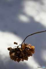 雪映えの枯れ紫陽花