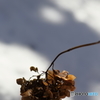 雪映えの枯れ紫陽花