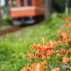 オニユリ色の電車