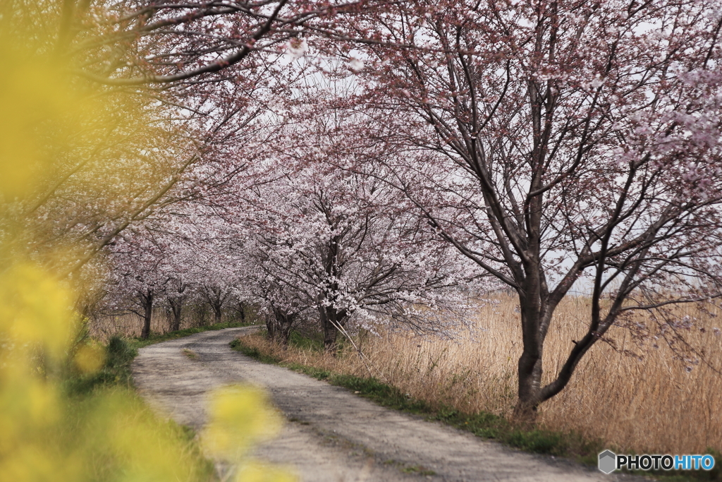 桜トンネル