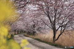 桜トンネル