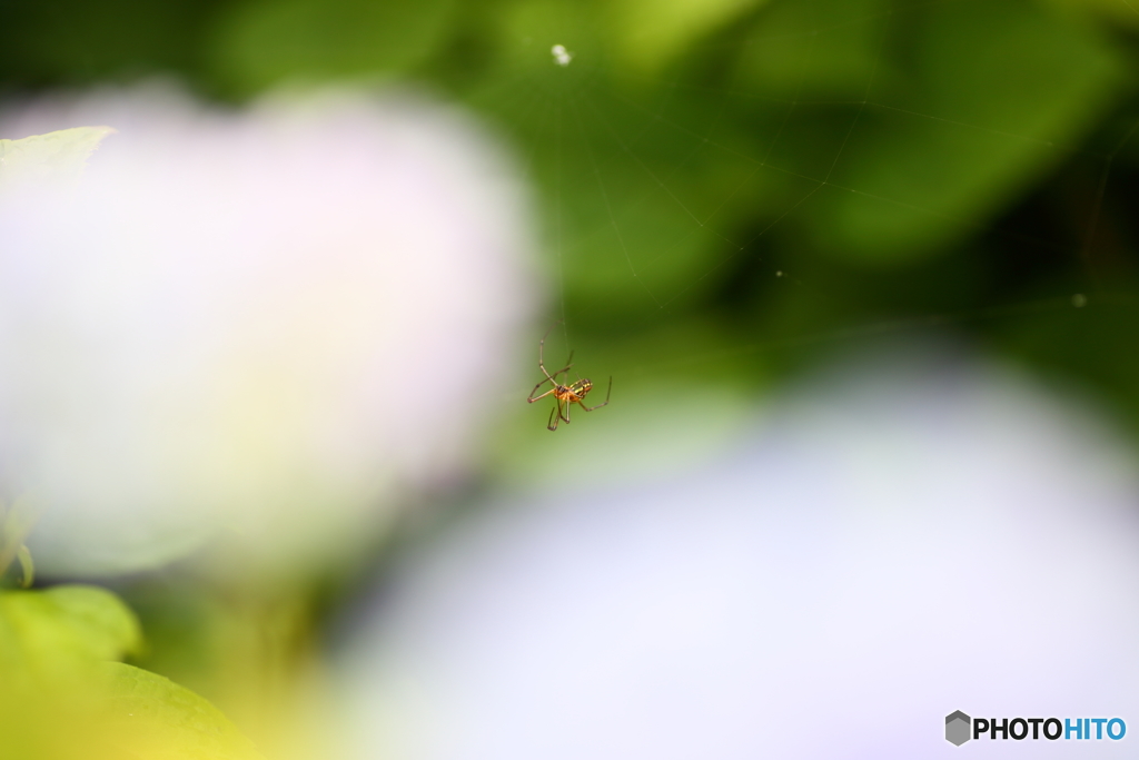 雲に隠れる蜘蛛