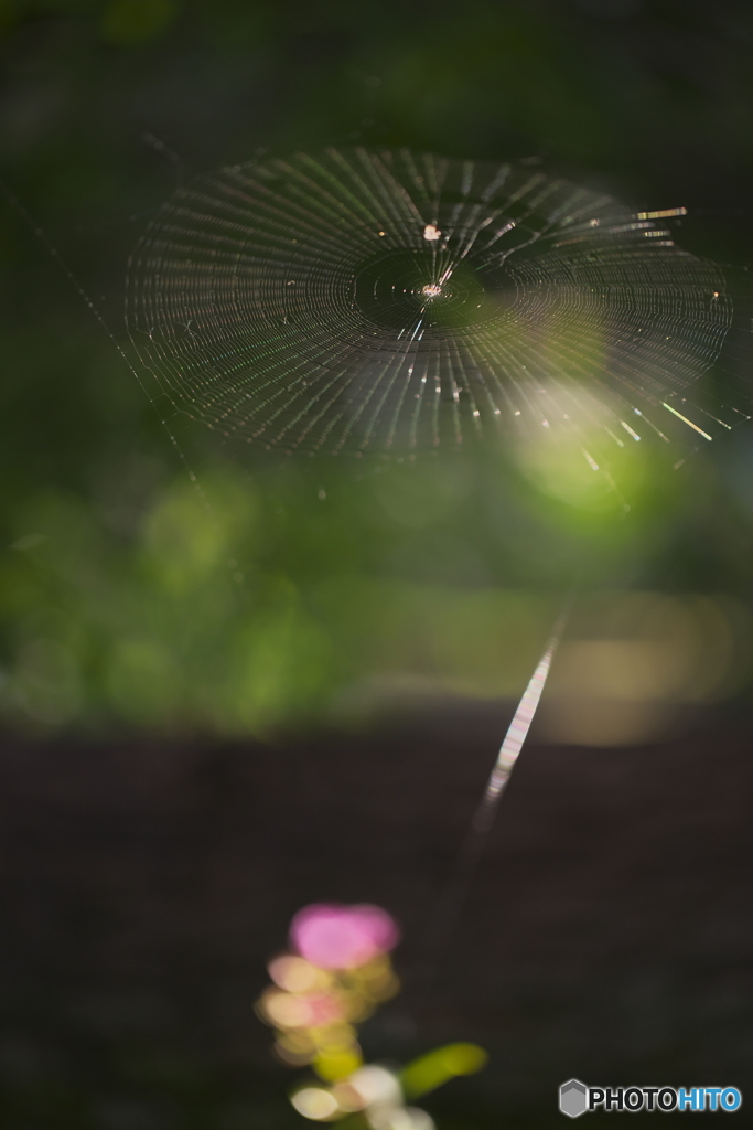 くも花火