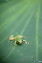 匍匐のチビガエル