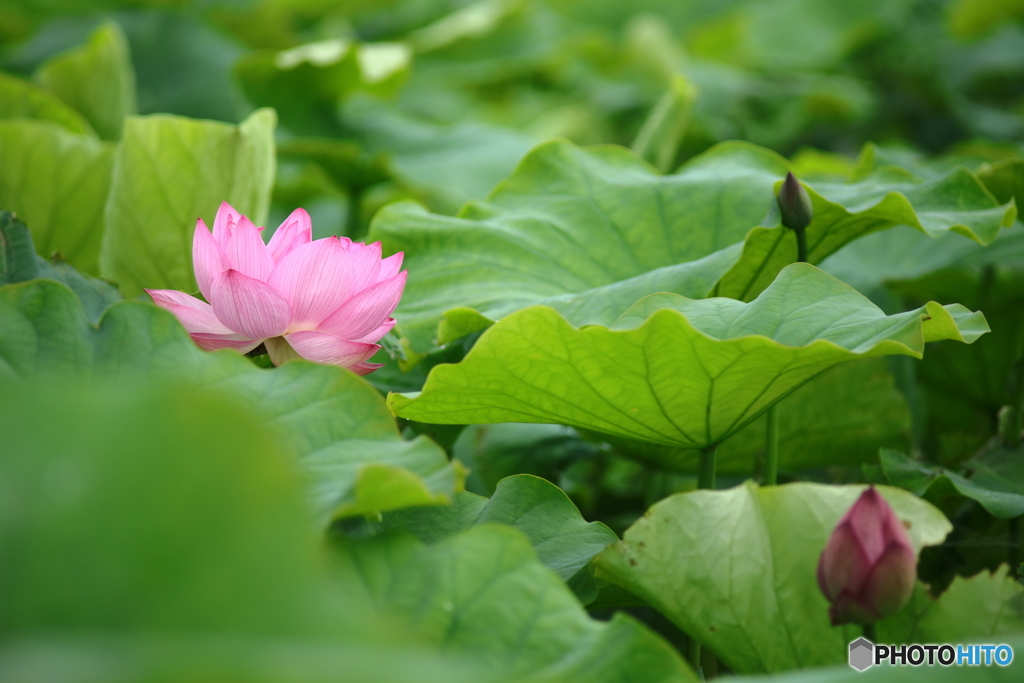赤蓮も開花です