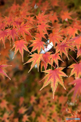 押し寄せるモミジ