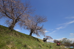 新しい桜定点