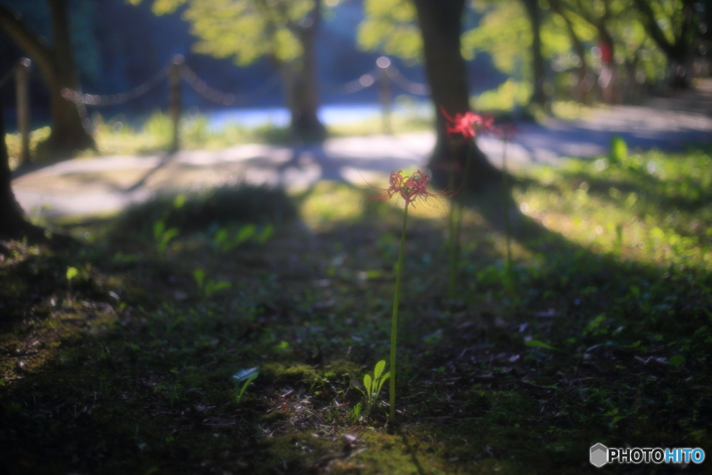 黄昏の時