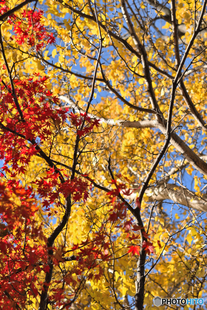 高めあう紅と黄