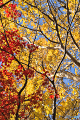 高めあう紅と黄