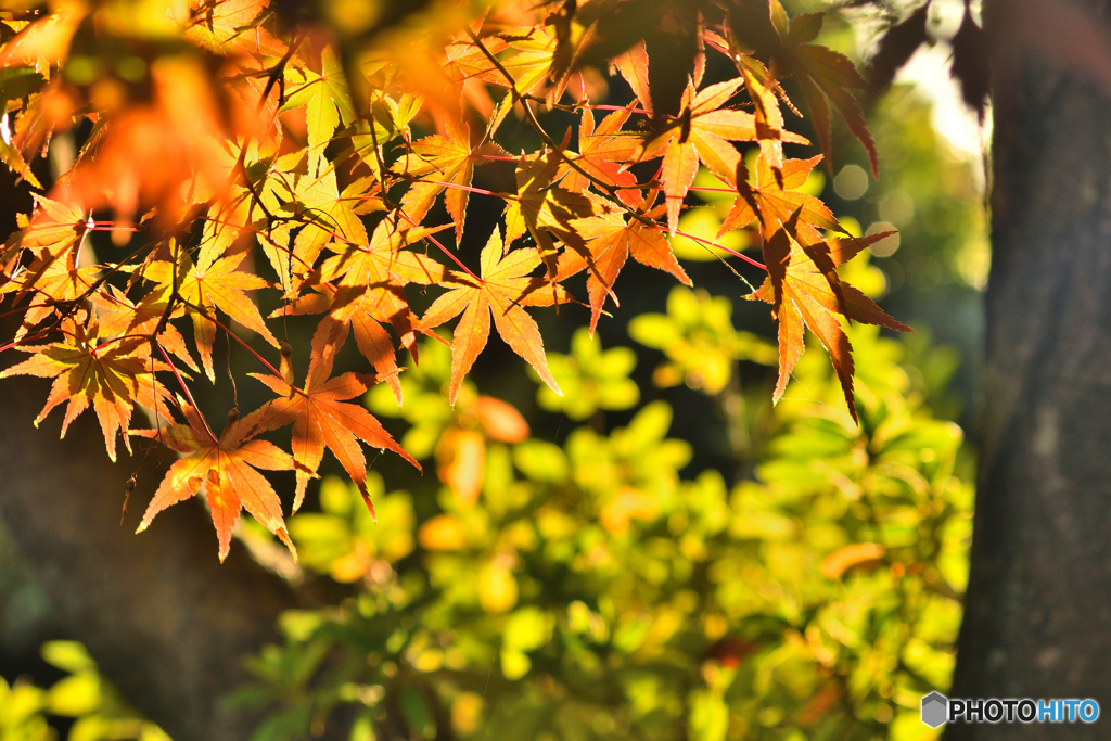 冬の紅葉