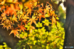 冬の紅葉