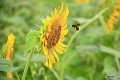 虫たちも盛夏を楽しむ