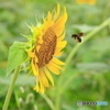 虫たちも盛夏を楽しむ