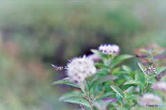 頑張るハナアブ