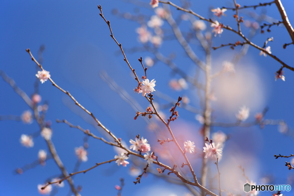 四季桜・満開♫