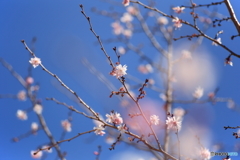 四季桜・満開♫