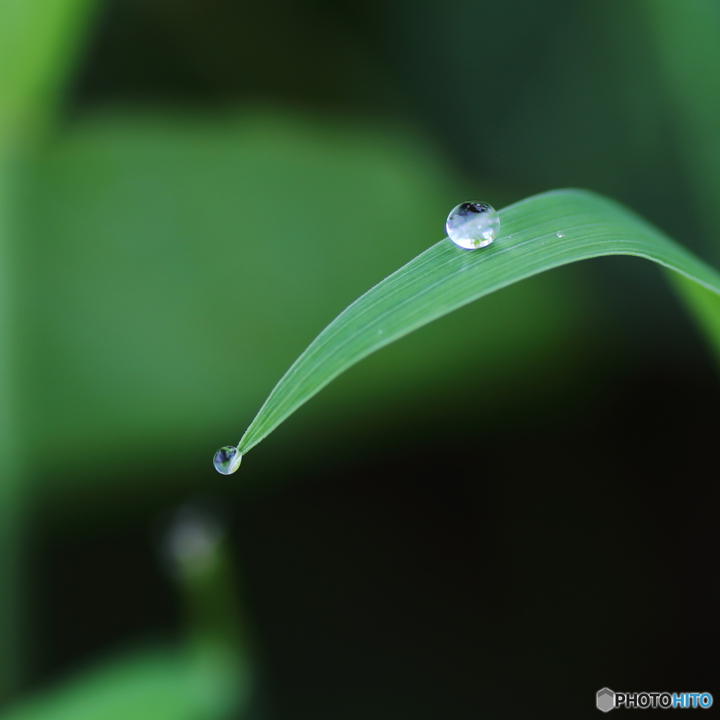 露しずく・・このままで