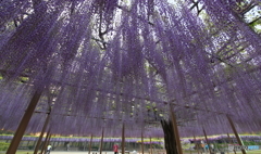 藤雨