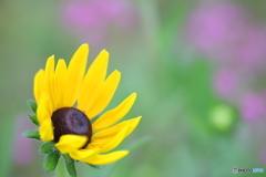 路傍の花