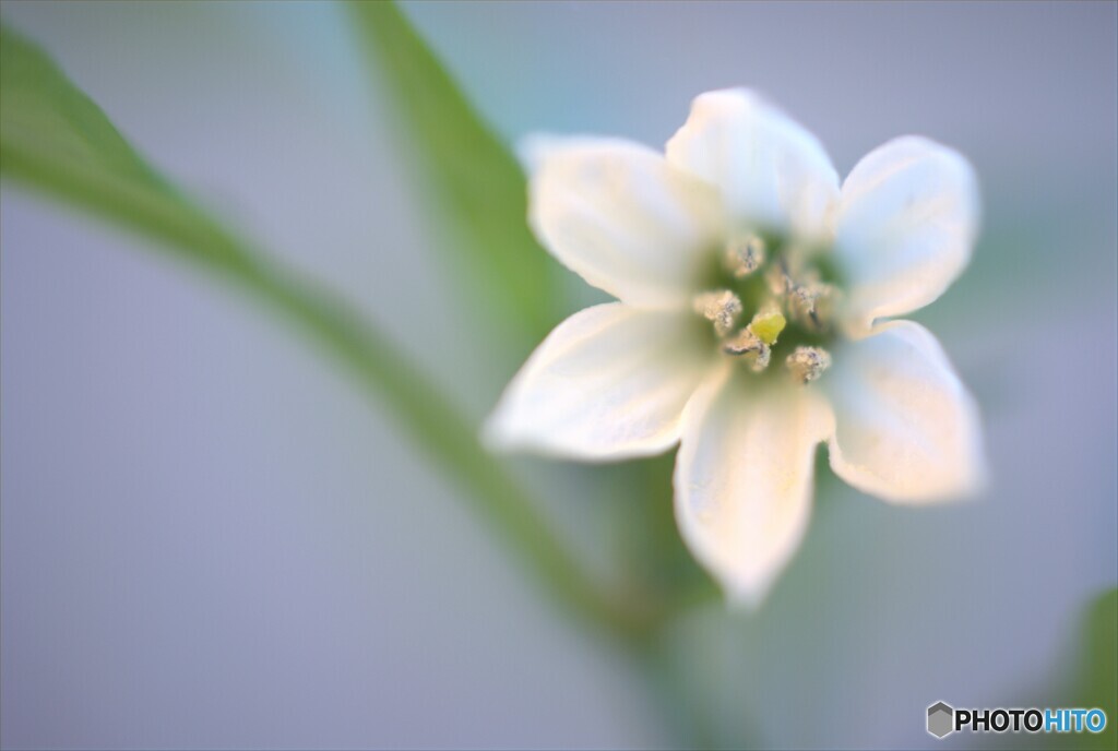 ピーマンの花