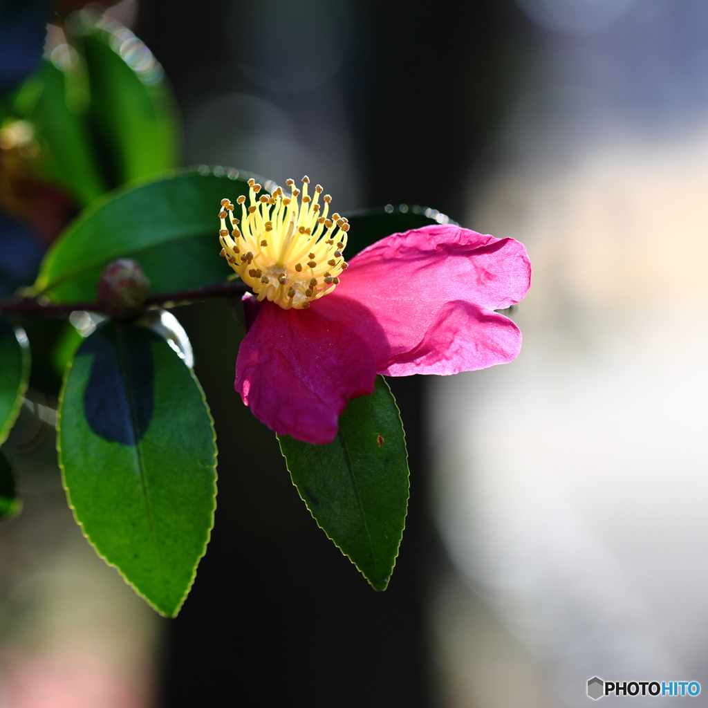 健気な花芯