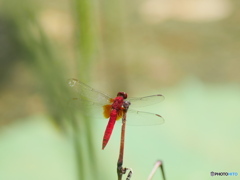 赤とんぼ