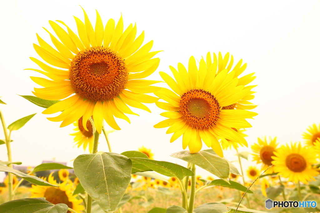 梅雨明け間近♪