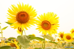 梅雨明け間近♪