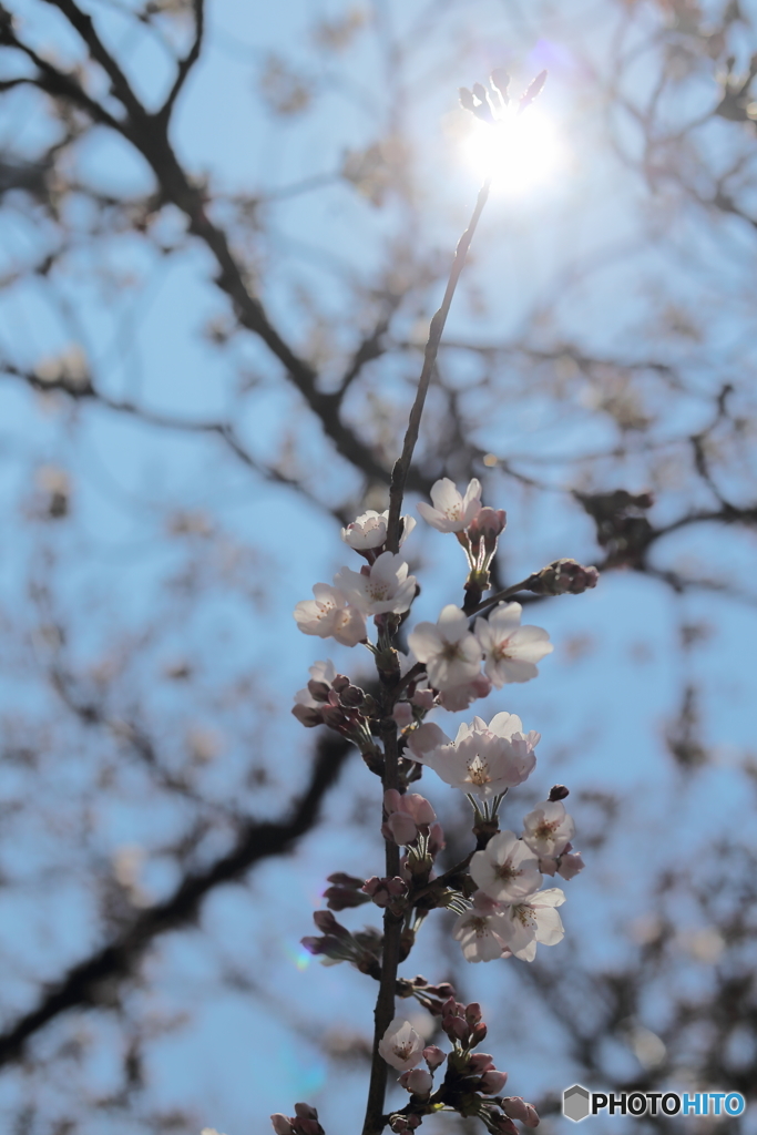 目指すはてっぺん