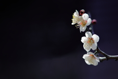 春の陽