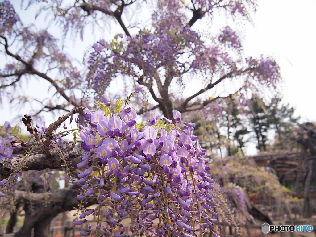 写好の藤花レポート♡