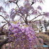 写好の藤花レポート♡